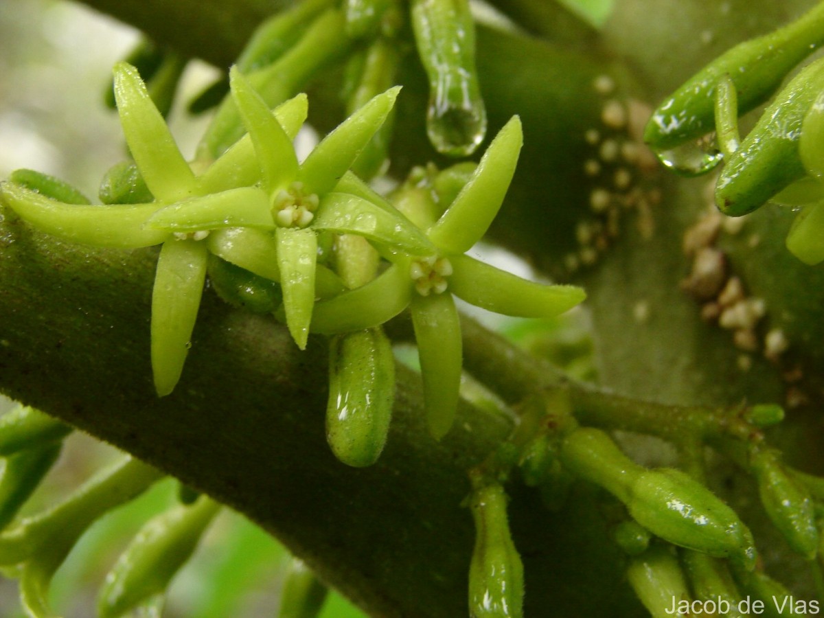 Vasconcellea pubescens A.DC.